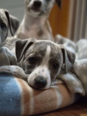 Whippet for sale by NORMANAIDA