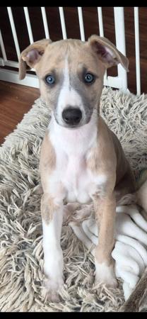Whippet puppy for sale by NORMANAIDA