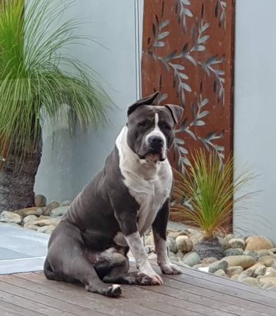American Staffordshire Terrier for sale by ILLAWARRABLU