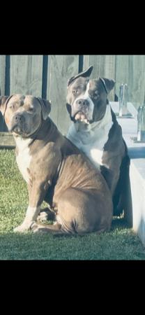 American Staffordshire Terrier for sale by ILLAWARRABLU