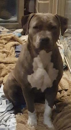 American Staffordshire Terrier for sale by ILLAWARRABLU