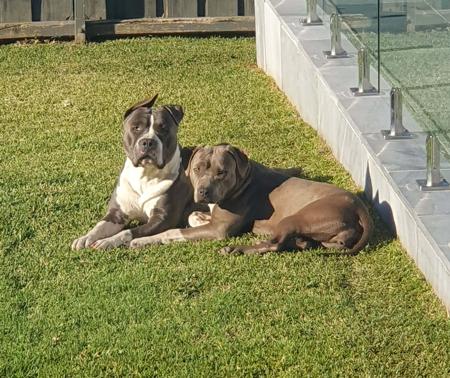 American Staffordshire Terrier for sale by ILLAWARRABLU