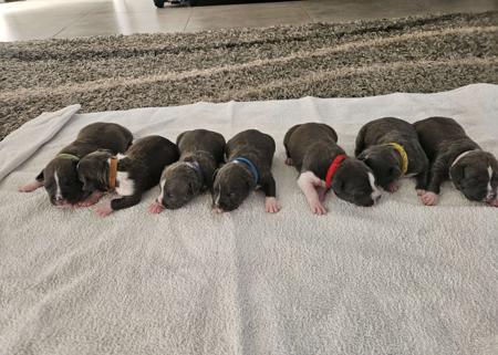 American Staffordshire Terrier for sale by ILLAWARRABLU