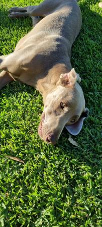 Weimaraner for sale by VALLEYWEIS