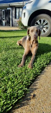 Weimaraner for sale by VALLEYWEIS