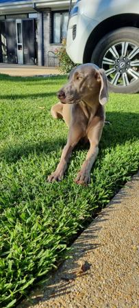 Weimaraner for sale by VALLEYWEIS