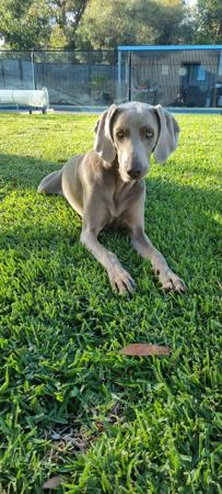 Weimaraner for sale by VALLEYWEIS