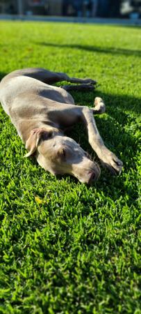 Weimaraner for sale by VALLEYWEIS