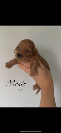 Dachshund (Miniature Long Haired) for sale by MAKKADACCAZ