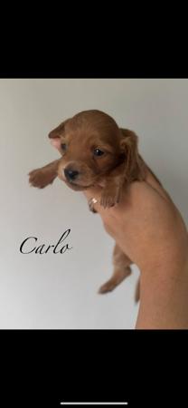 Dachshund (Miniature Long Haired) for sale by MAKKADACCAZ