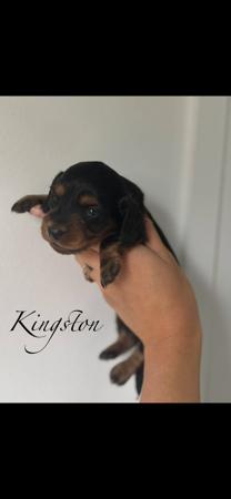 Dachshund (Miniature Long Haired) for sale by MAKKADACCAZ