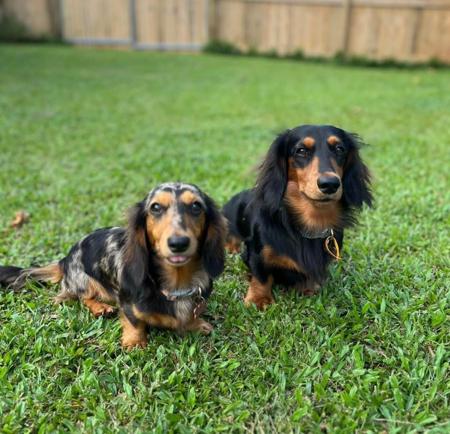 Dachshund (Miniature Long Haired) for sale by MAKKADACCAZ