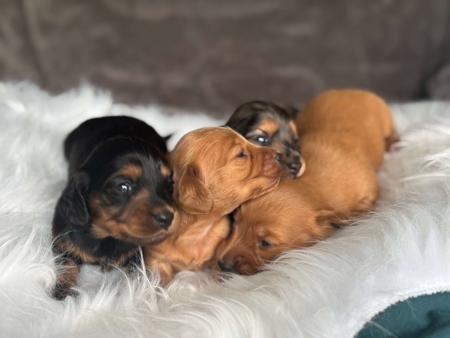Dachshund (Miniature Long Haired) for sale by MAKKADACCAZ