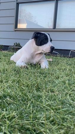Staffordshire Bull Terrier for sale by SHAWSTAFF