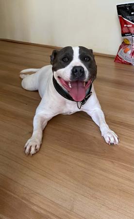 Staffordshire Bull Terrier for sale by SHAWSTAFF