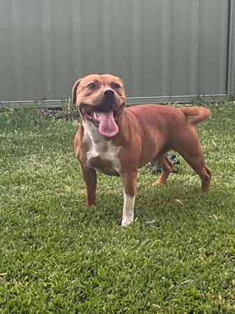 Staffordshire Bull Terrier for sale by SHAWSTAFF