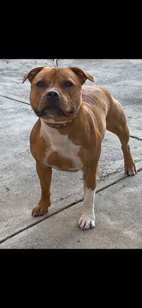 Staffordshire Bull Terrier for sale by SHAWSTAFF