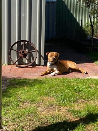 Staffordshire Bull Terrier for sale by SHAWSTAFF