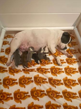 Staffordshire Bull Terrier for sale by SHAWSTAFF
