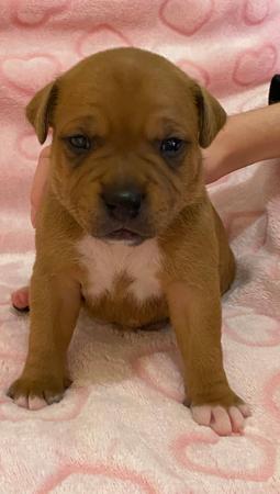 Staffordshire Bull Terrier puppy for sale by SHAWSTAFF