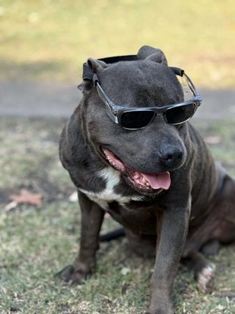 Staffordshire Bull Terrier for sale by STORMMATRIX