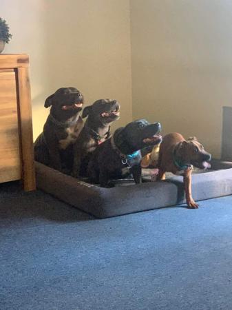 Staffordshire Bull Terrier for sale by STORMMATRIX