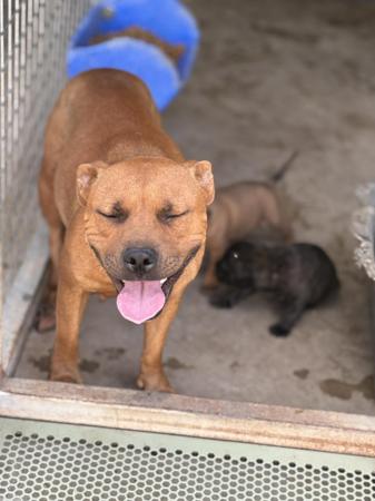 Staffordshire Bull Terrier for sale by STORMMATRIX