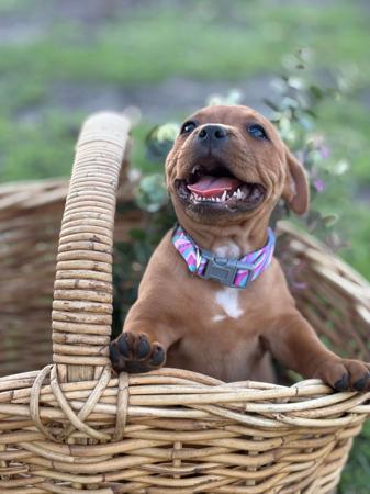 Staffordshire Bull Terrier for sale by STORMMATRIX