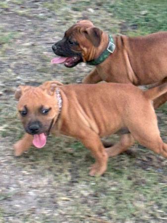 Staffordshire Bull Terrier for sale by STORMMATRIX