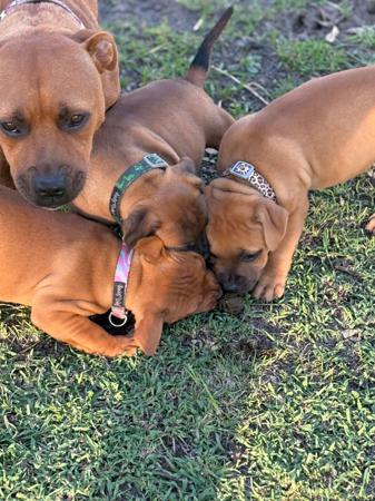 Staffordshire Bull Terrier for sale by STORMMATRIX