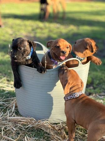 Staffordshire Bull Terrier puppy for sale by STORMMATRIX