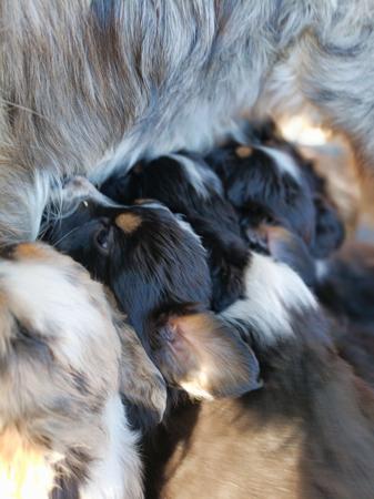 Australian Shepherd for sale by FEATHERLIGHT