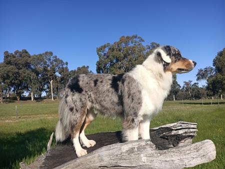 Australian Shepherd for sale by FEATHERLIGHT