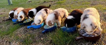 Australian Shepherd for sale by FEATHERLIGHT