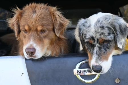 Australian Shepherd for sale by FEATHERLIGHT