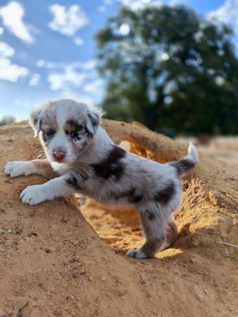 Australian Shepherd for sale by FEATHERLIGHT