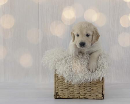 Golden Retriever for sale by AURUMAMORE