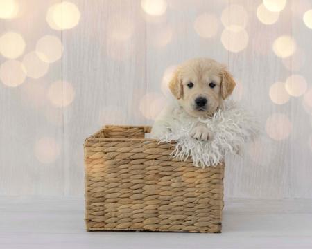 Golden Retriever for sale by AURUMAMORE
