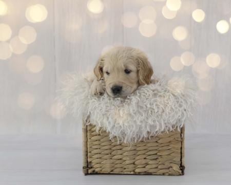 Golden Retriever for sale by AURUMAMORE