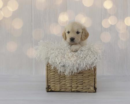Golden Retriever for sale by AURUMAMORE