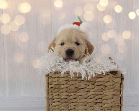 Golden Retriever for sale by AURUMAMORE