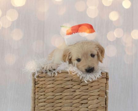 Golden Retriever for sale by AURUMAMORE