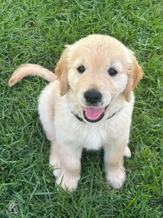 Golden Retriever for sale by AURUMAMORE