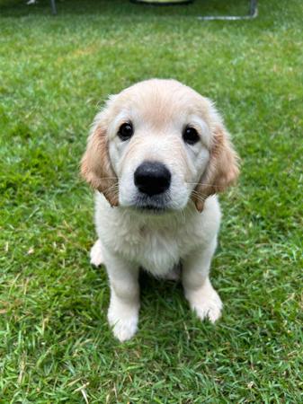 Golden Retriever for sale by AURUMAMORE