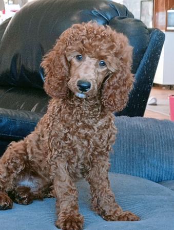 Poodle (Miniature) for sale by CHERRILOLA