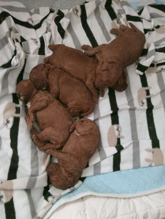 Poodle (Miniature) for sale by CHERRILOLA