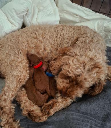 Poodle (Miniature) for sale by CHERRILOLA