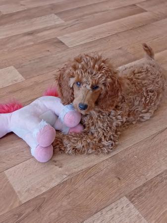 Poodle (Miniature) for sale by CHERRILOLA