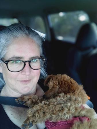 Poodle (Miniature) for sale by CHERRILOLA