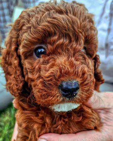 Poodle (Miniature) for sale by CHERRILOLA